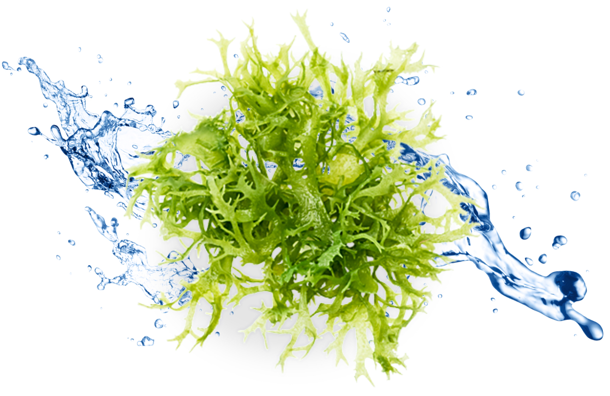 Profesionální pleťová kosmetika s mořskými řasami