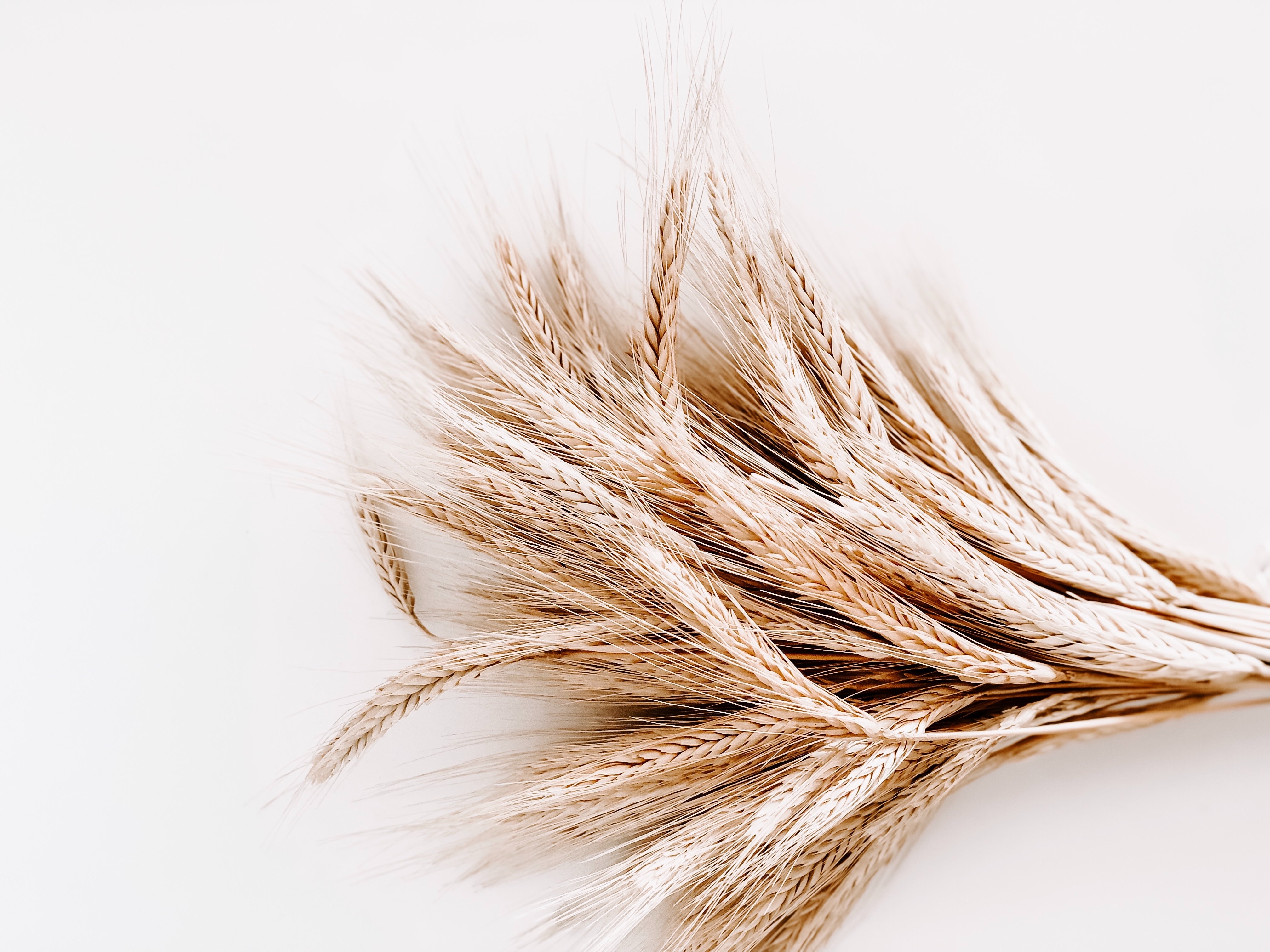 Pšeničné proteiny