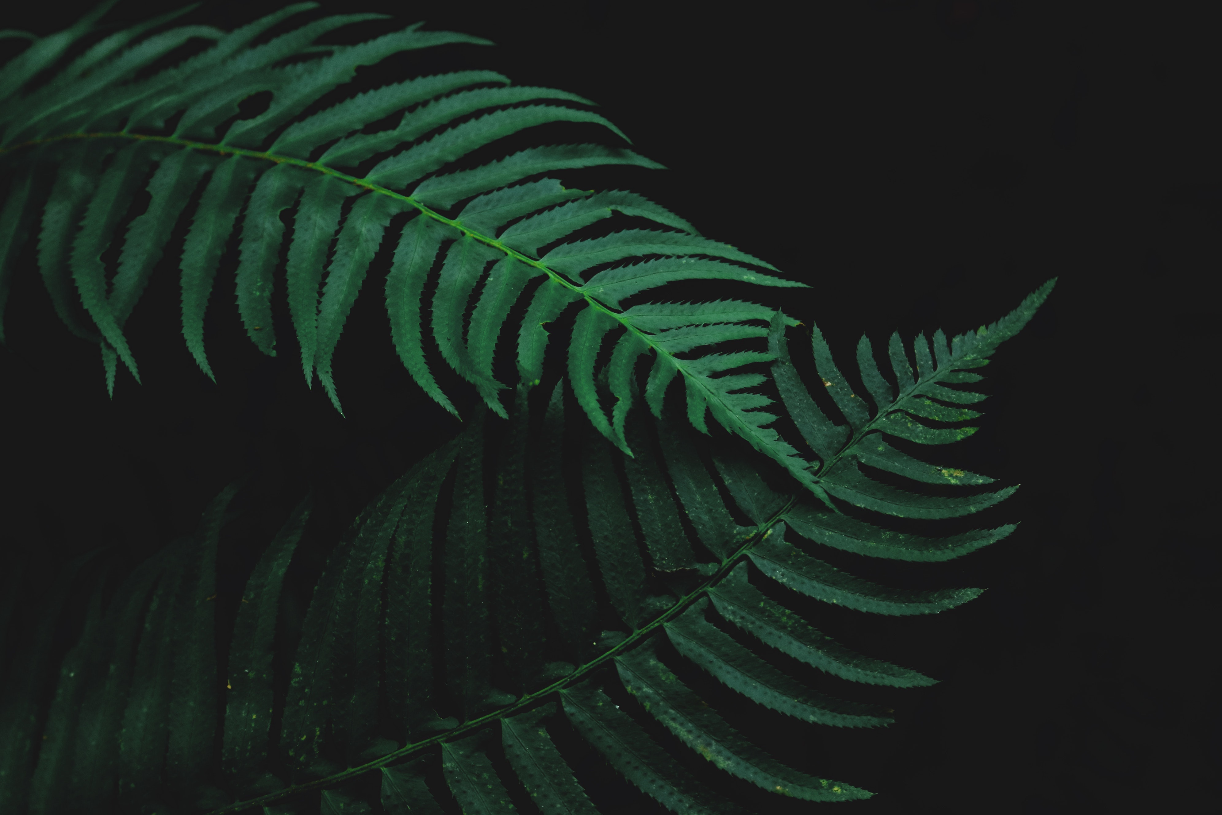 Fytokeratin - Rostlinná alternativa živočišného keratinu